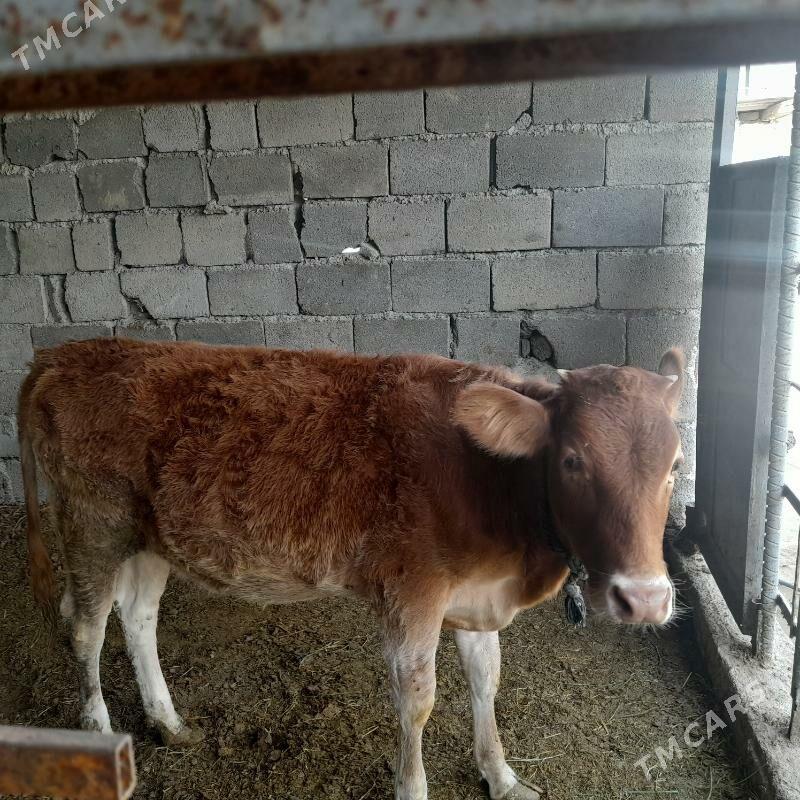 Tuwe tohum - Gökdepe - img 1