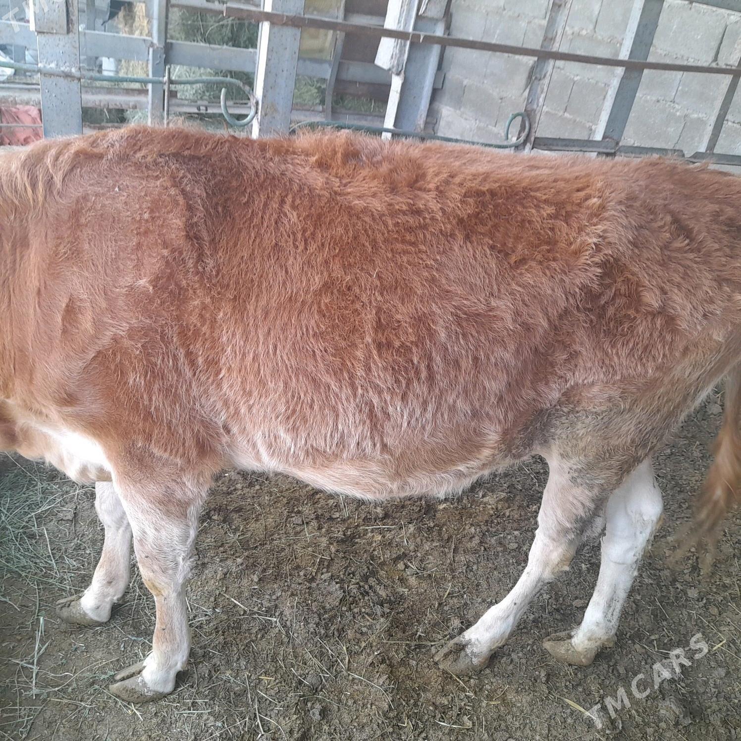 Tuwe tohum - Gökdepe - img 3