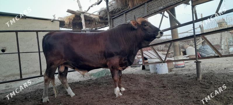 öküz - Бахарден - img 4