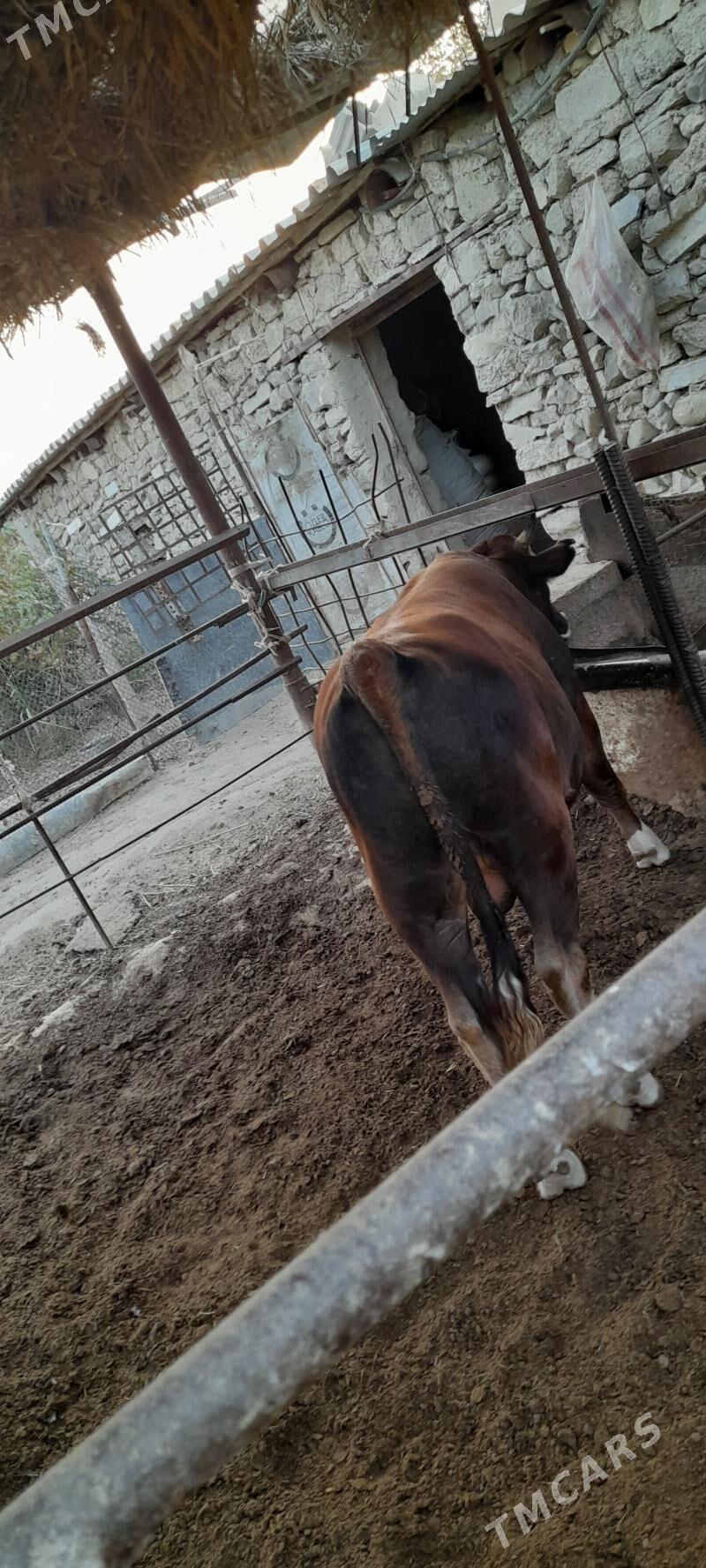 öküz - Бахарден - img 3