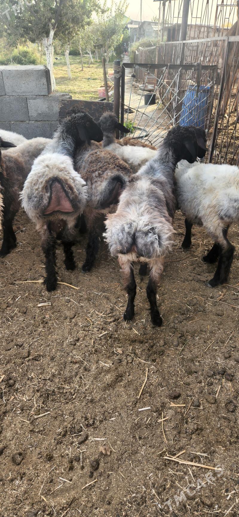 Işşek - Гуртли - img 2