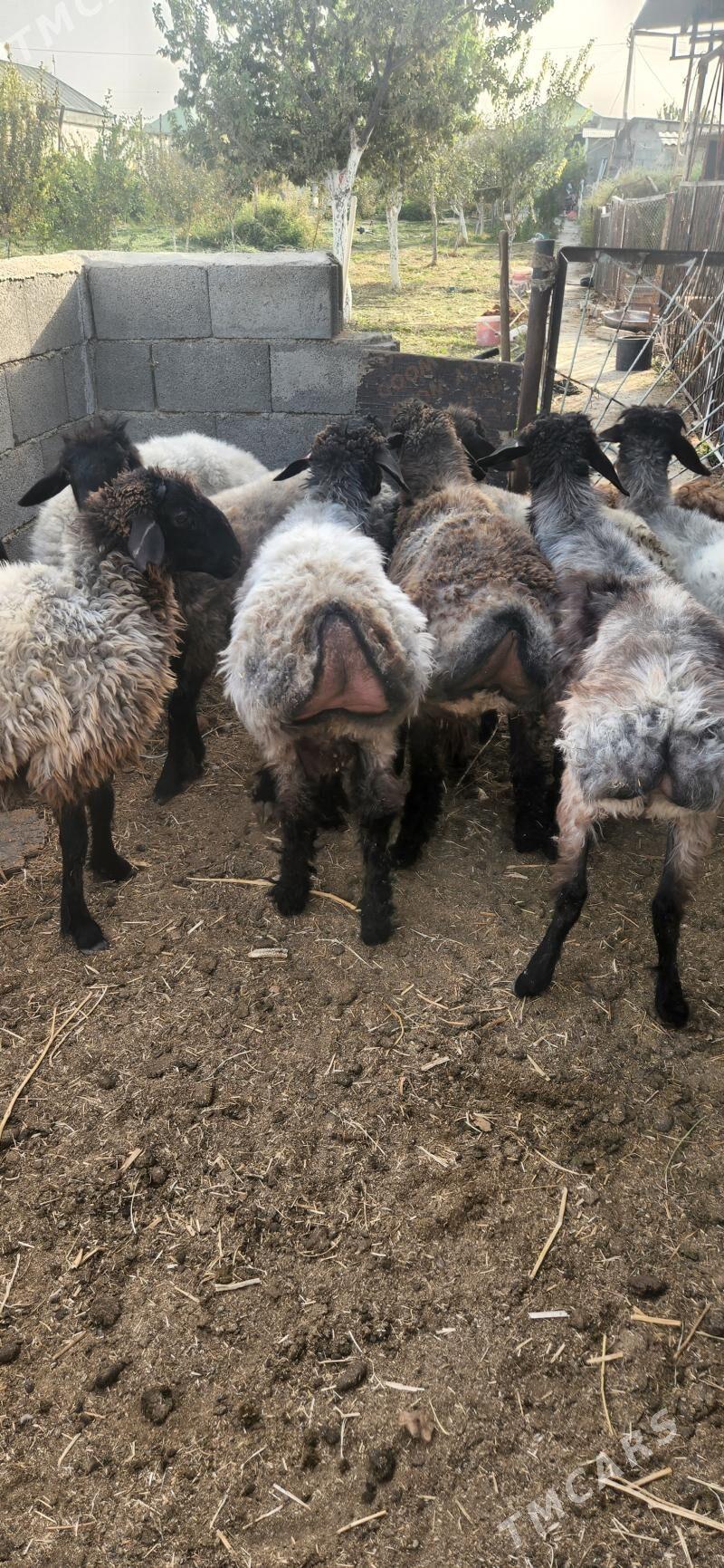 Işşek - Гуртли - img 1