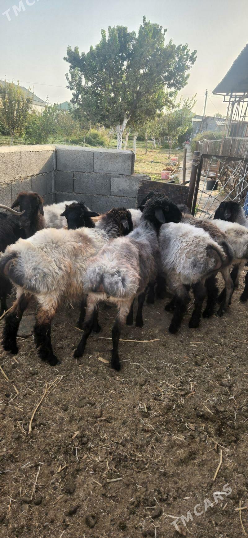 Işşek - Гуртли - img 3