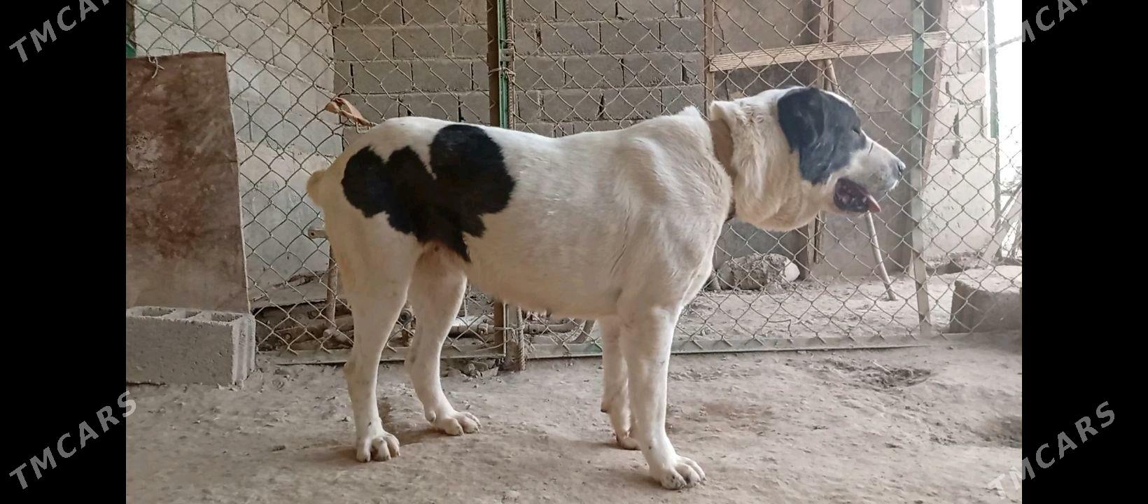 turkmen iti - Бахарден - img 1