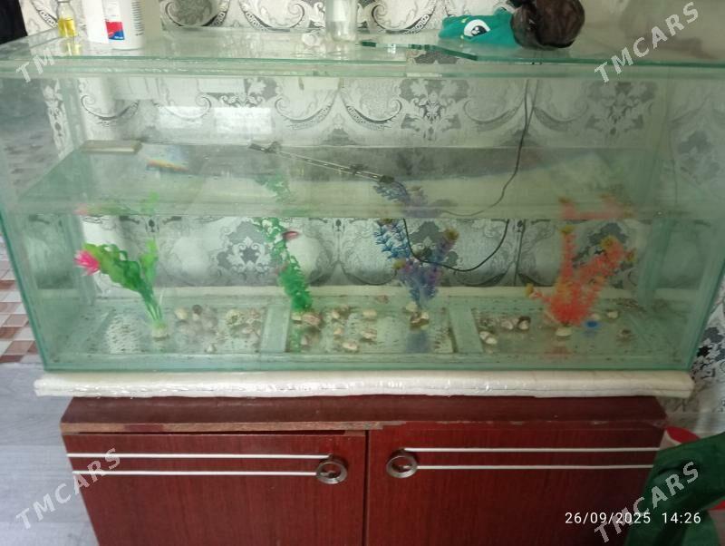 akwarium - Фарап - img 1