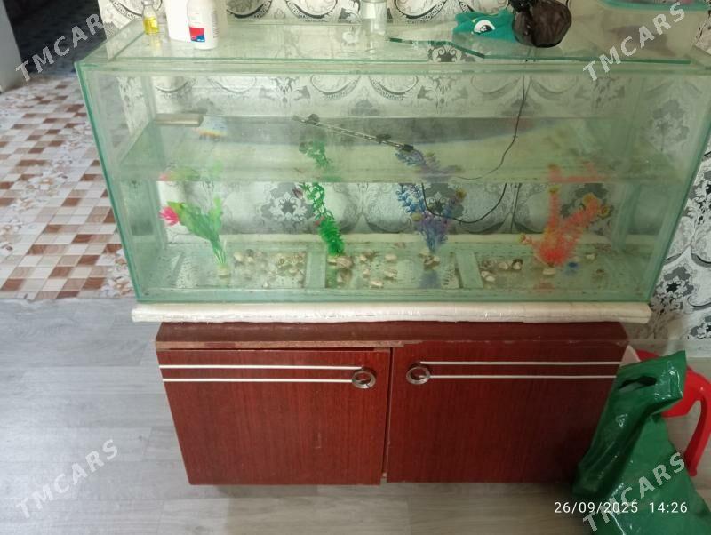 akwarium - Фарап - img 2