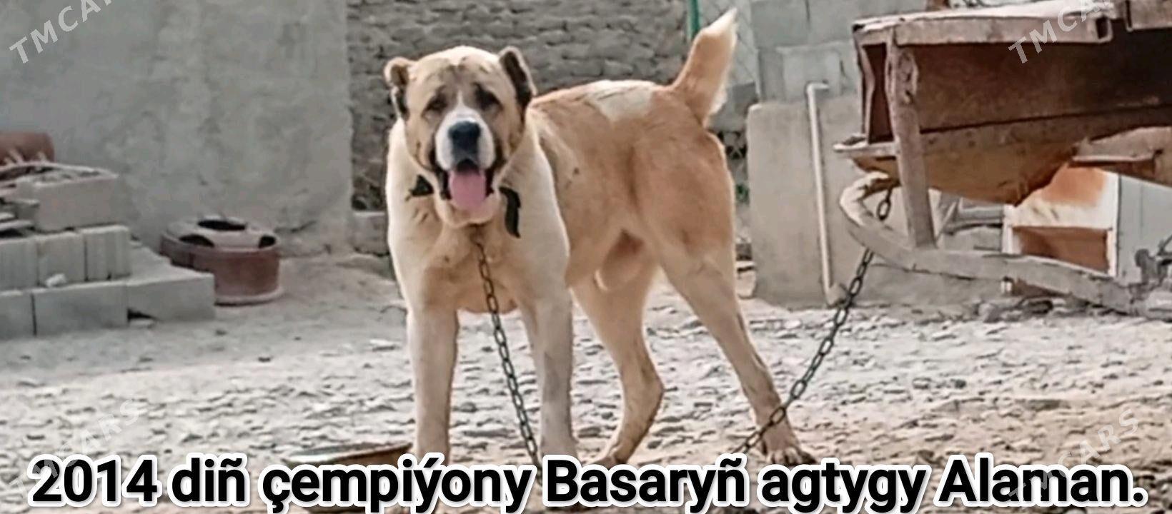 turkmen iti - Бахарден - img 1