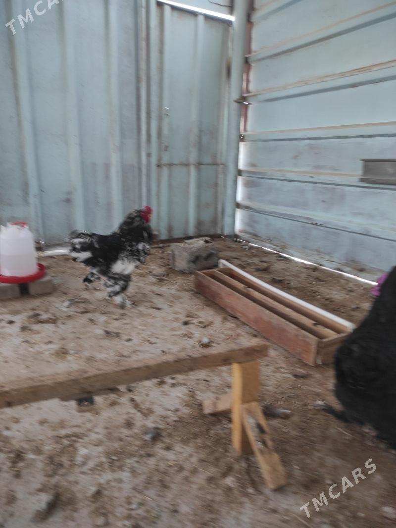 Brama mramyr - Hitrowka - img 1