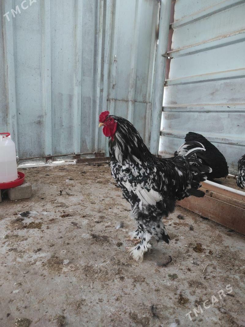 Brama mramyr - Hitrowka - img 2