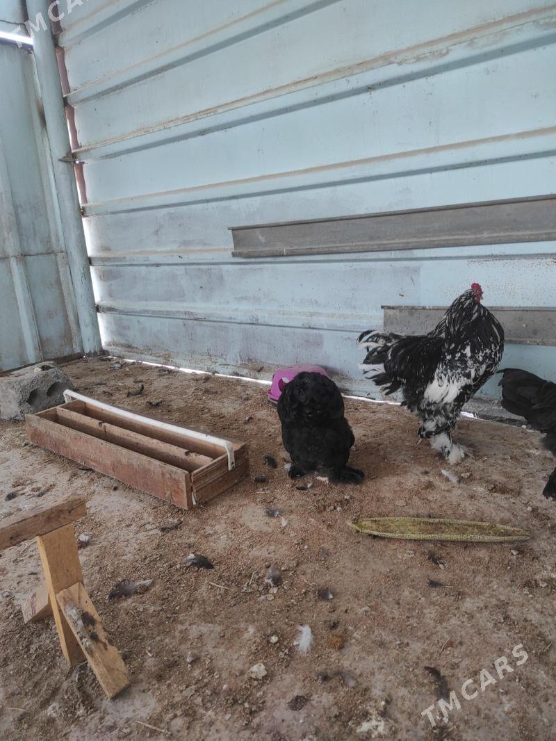 Brama mramyr - Hitrowka - img 3