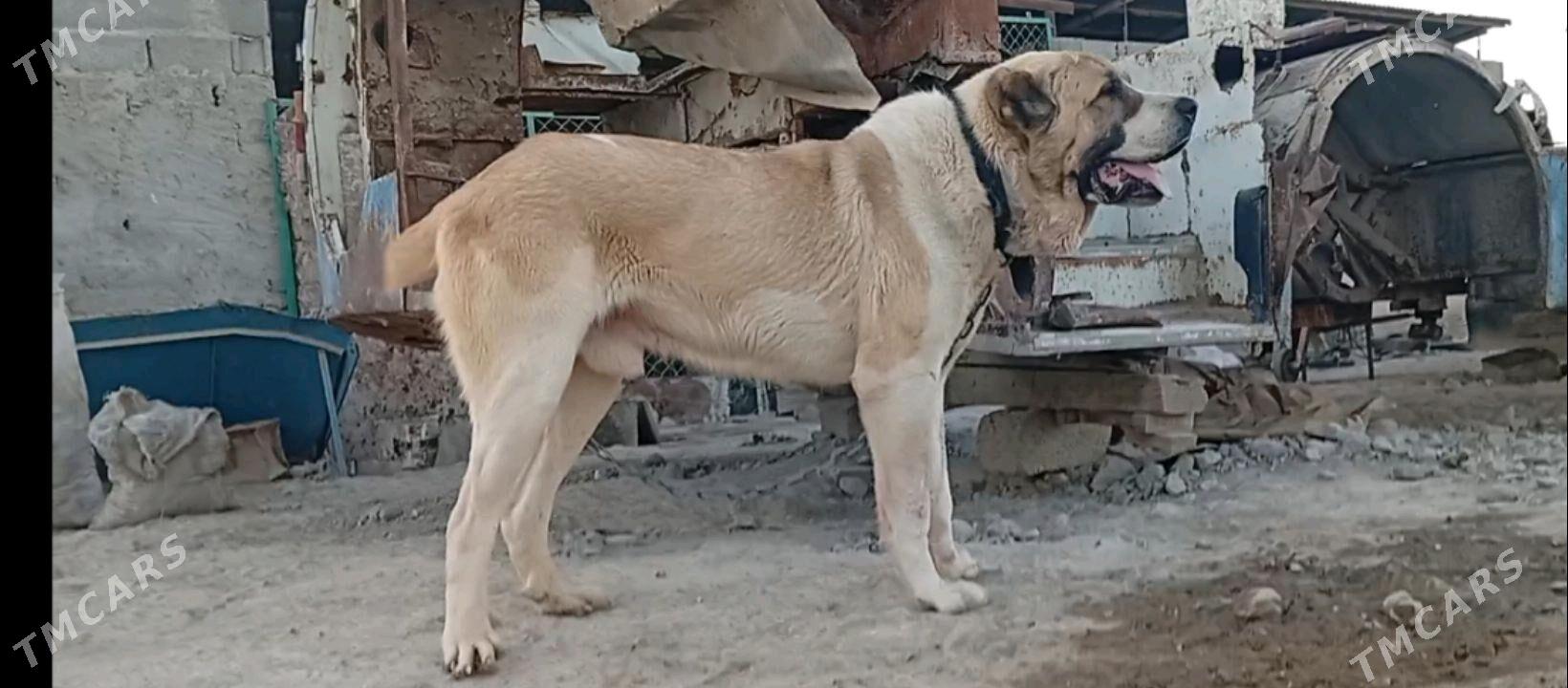 turkmen iti - Бахарден - img 2