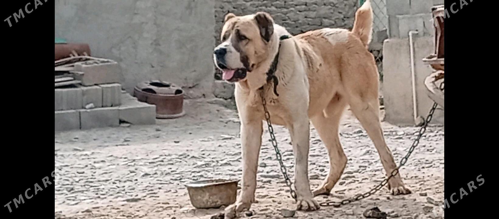 turkmen iti - Бахарден - img 3