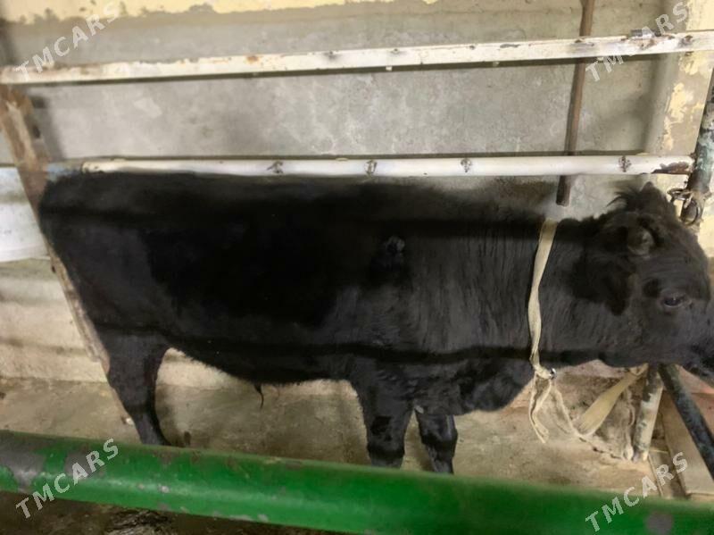 okuz - Хитровка - img 1