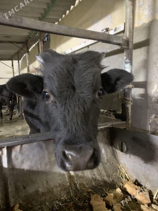 okuz - Хитровка - img 2