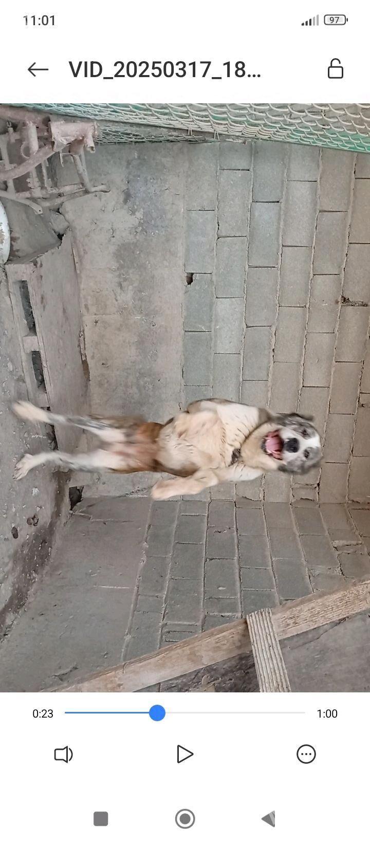 turkmen iti - Бахарден - img 1