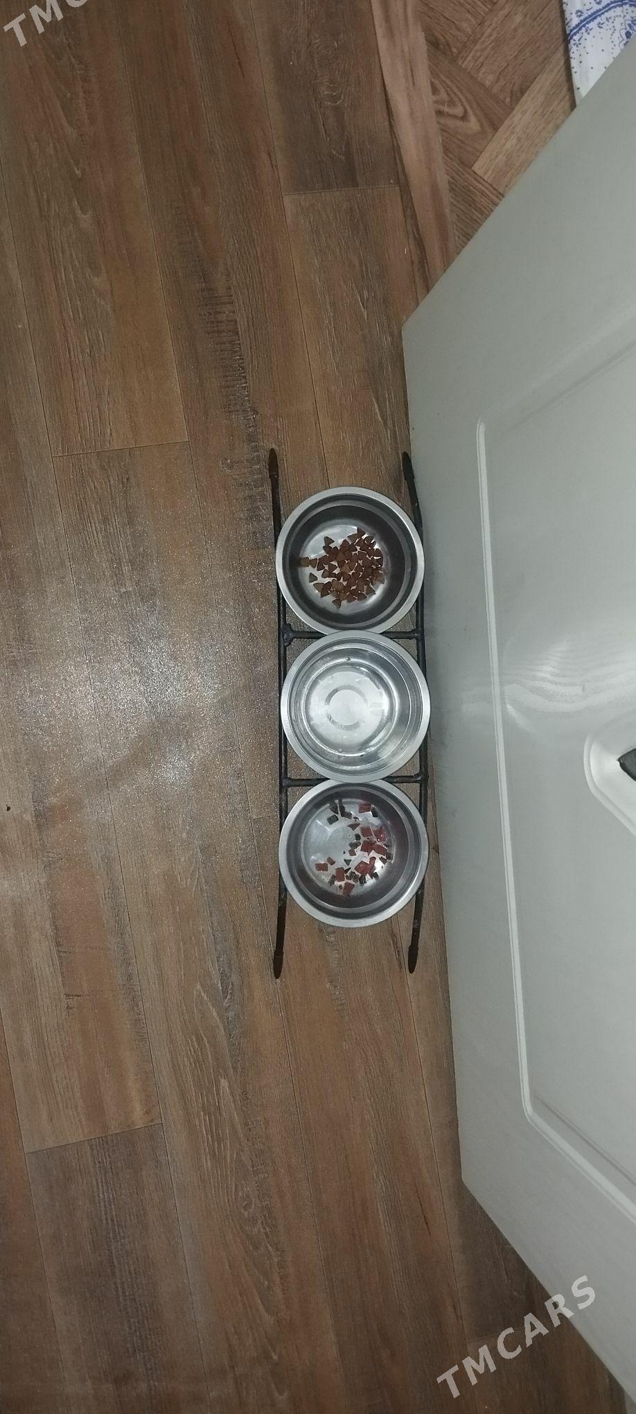 кошка - Mary - img 4