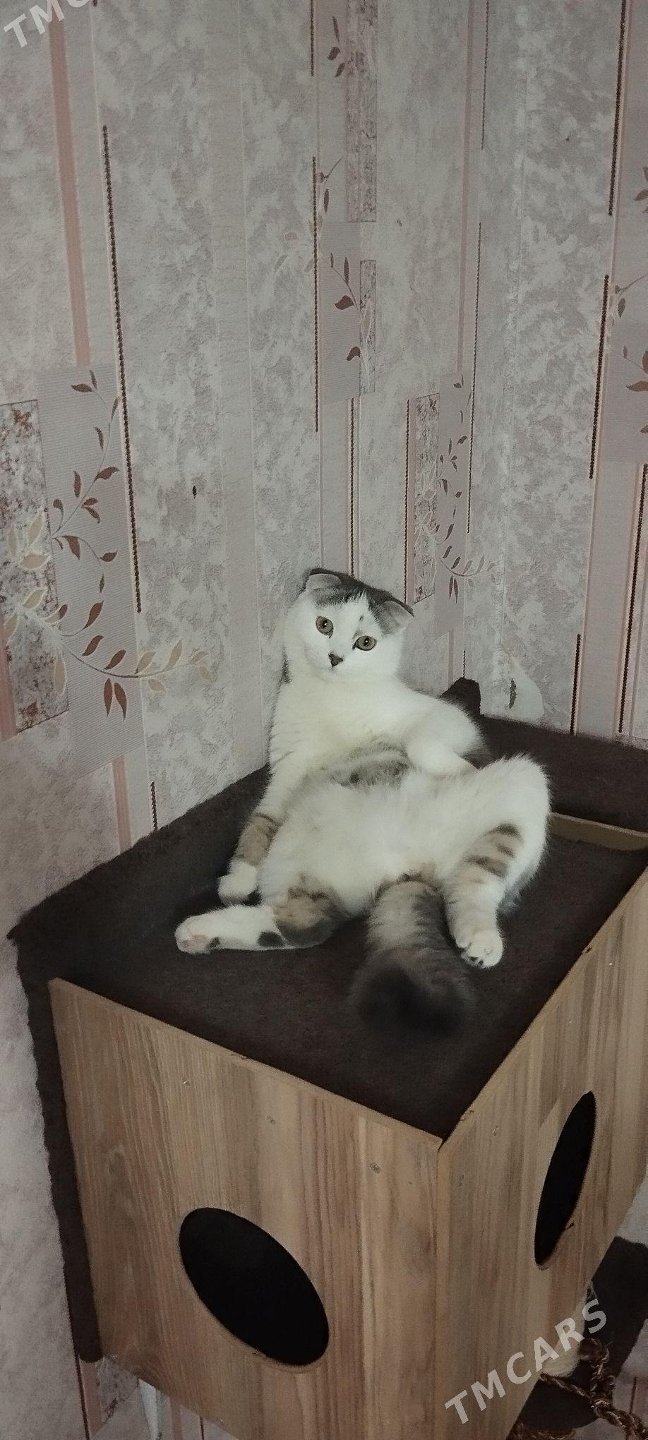 кошка - Mary - img 2