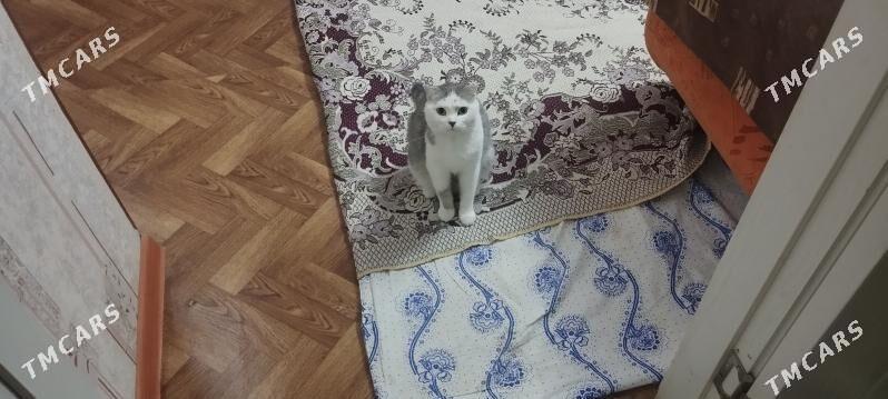 кошка - Mary - img 7