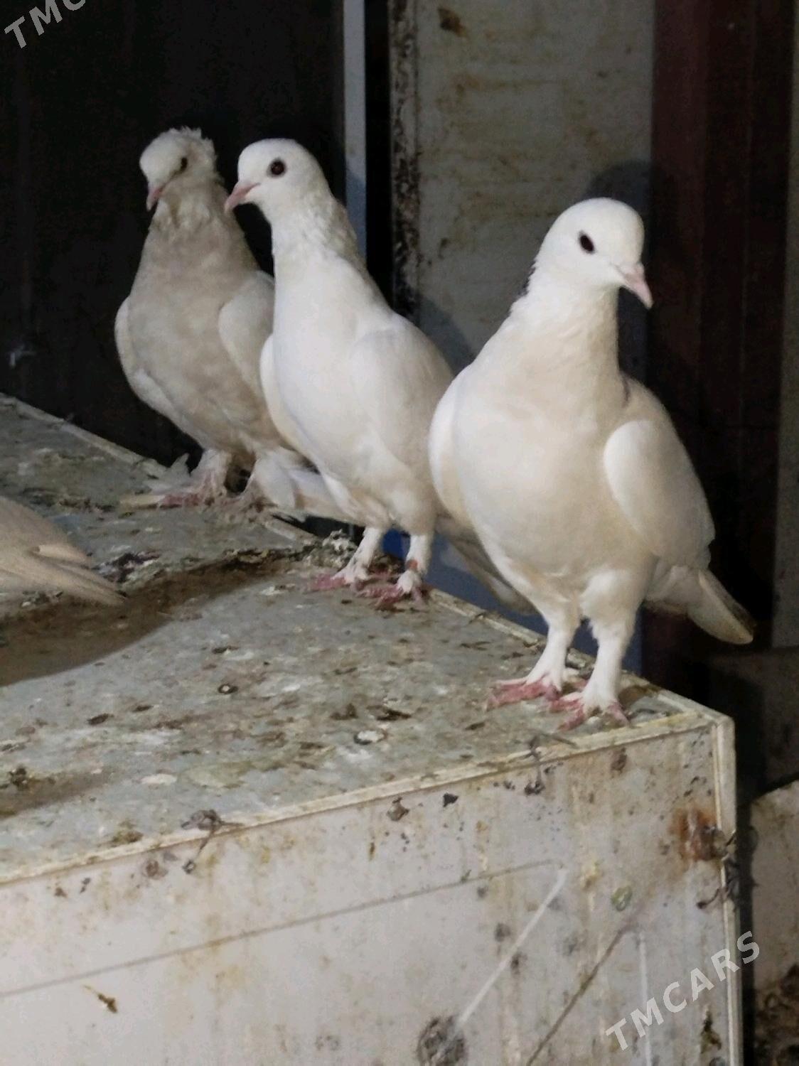 Kepderi - Podwoýski köç. (Bitarap Türkmenistan şaýoly) - img 1