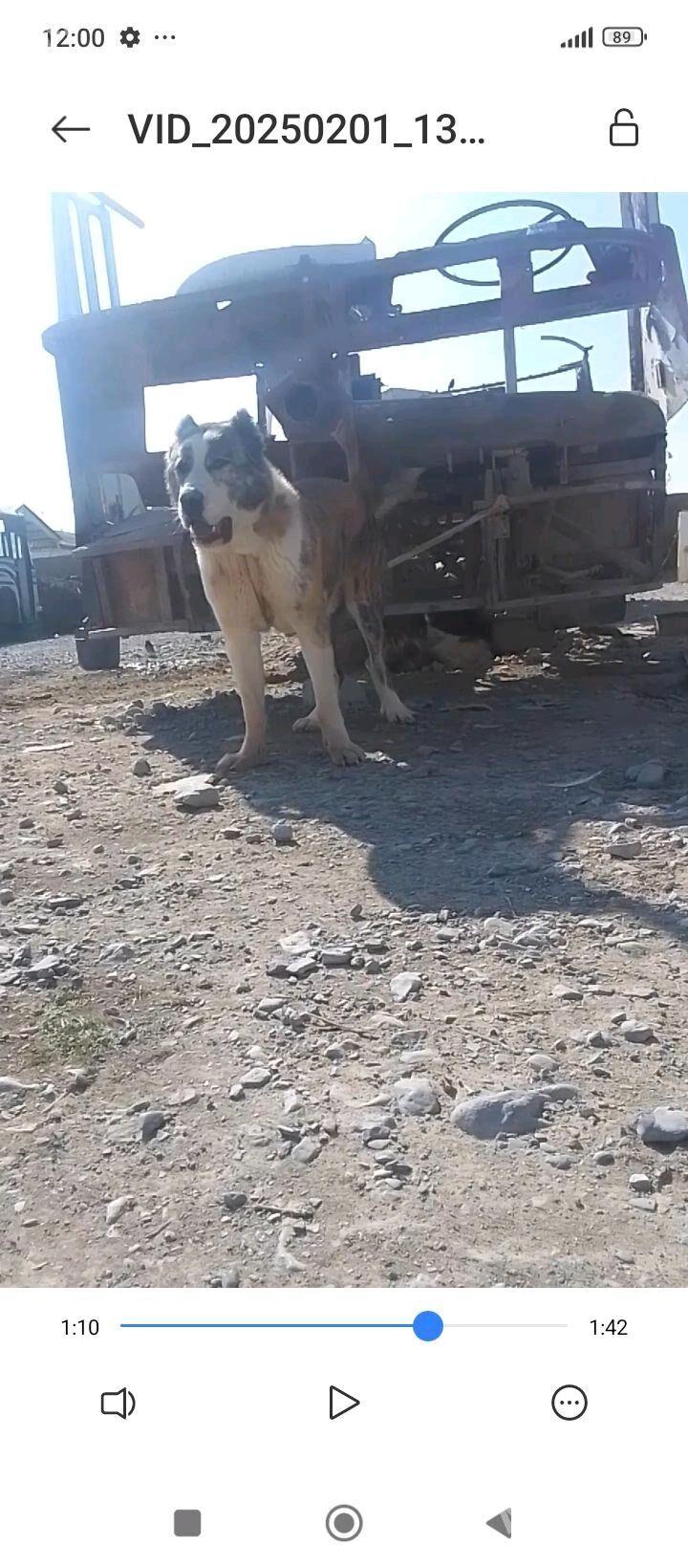 turkmen iti - Бахарден - img 6