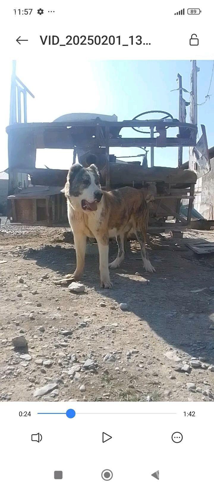 turkmen iti - Бахарден - img 7