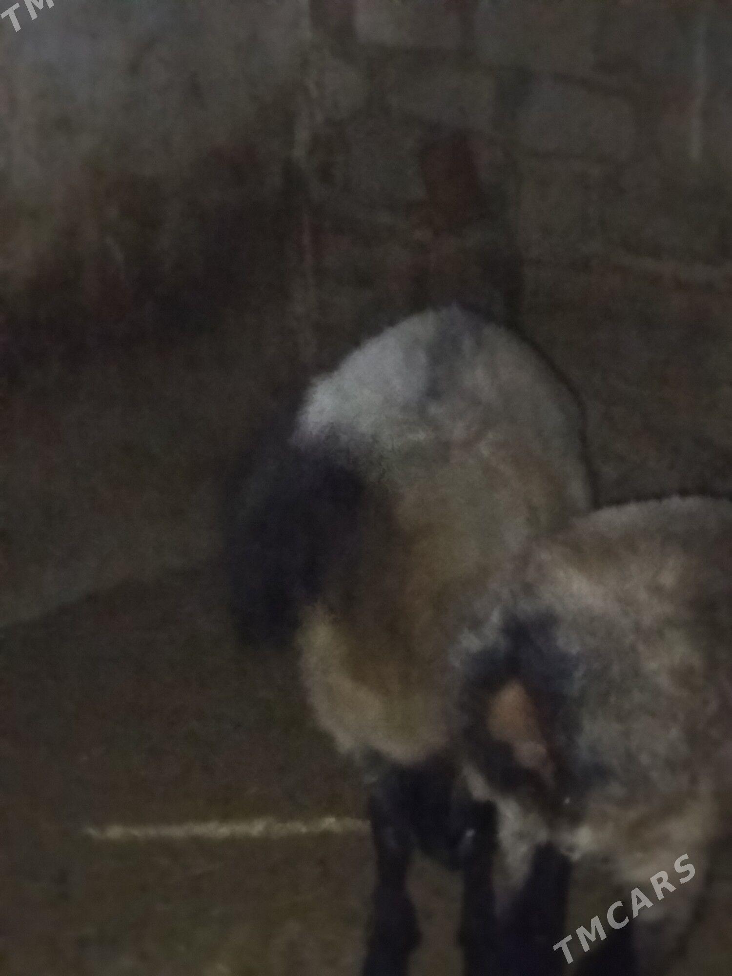 Işşek goyun - Анев - img 4