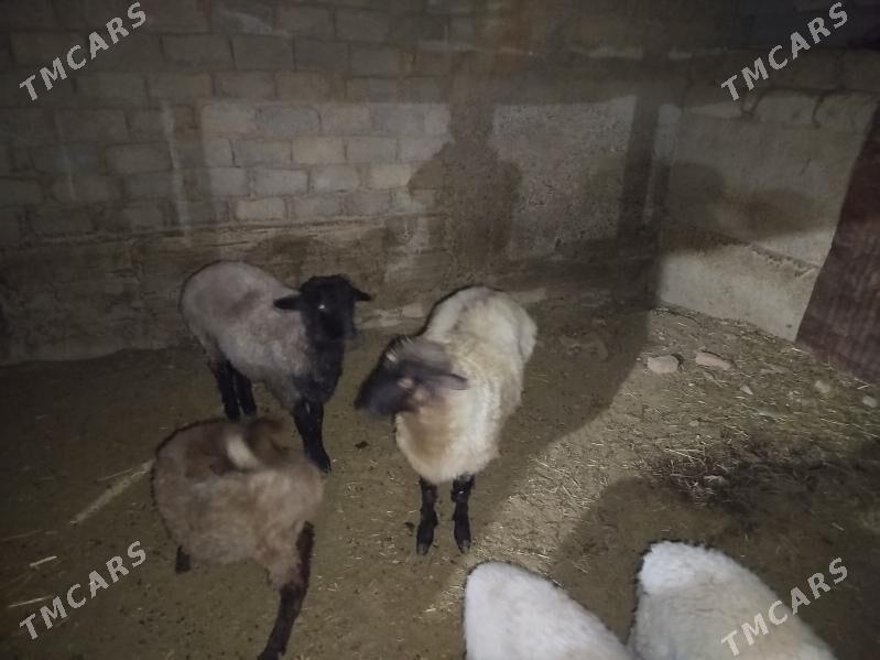 Işşek goyun - Анев - img 3