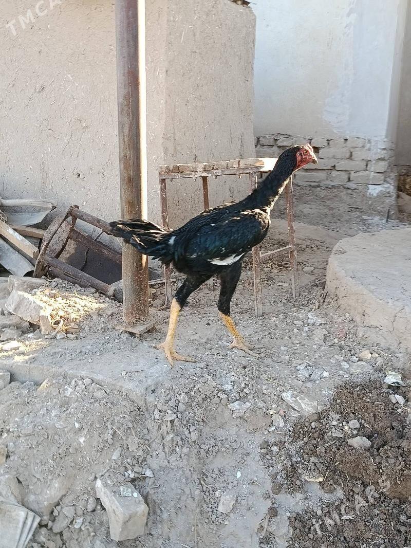 Paroda  HoraZ - Шабатский этрап - img 3