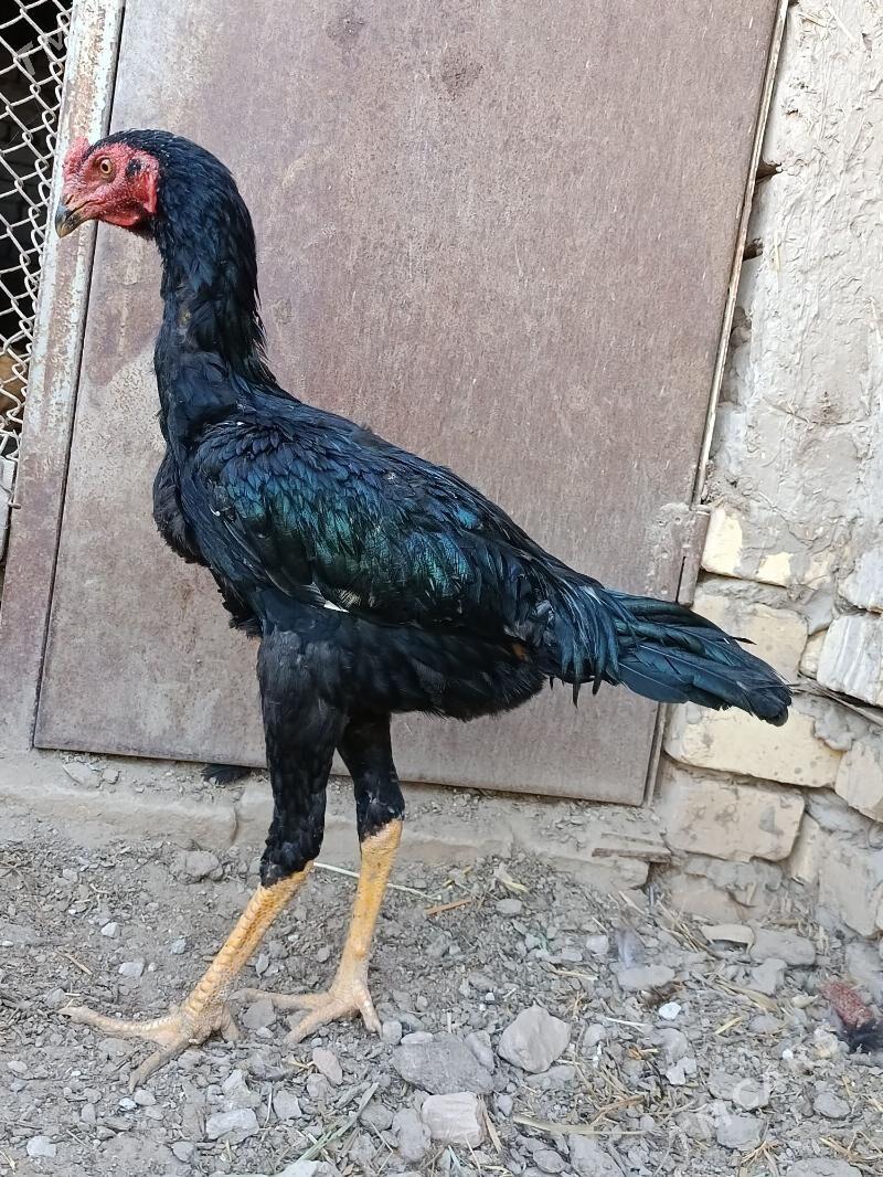 Paroda  HoraZ - Шабатский этрап - img 2