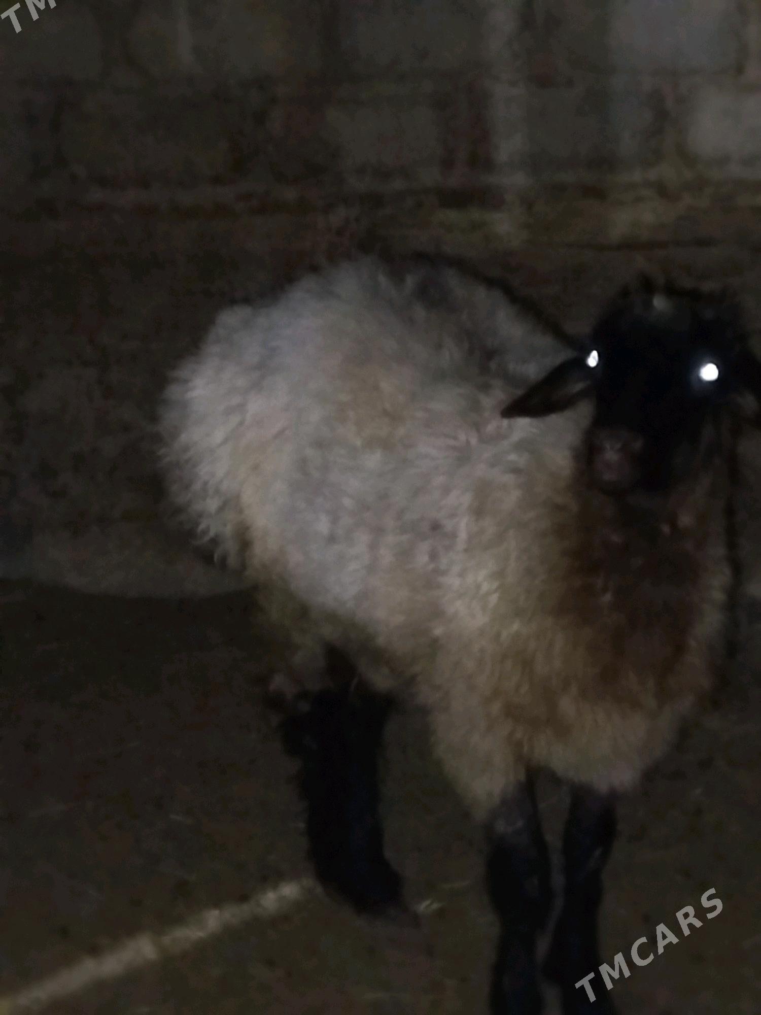 Işşek goyun - Анев - img 2