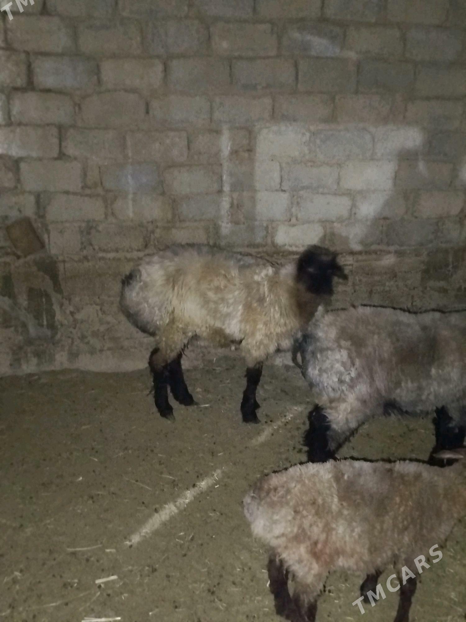 Işşek goyun - Анев - img 1