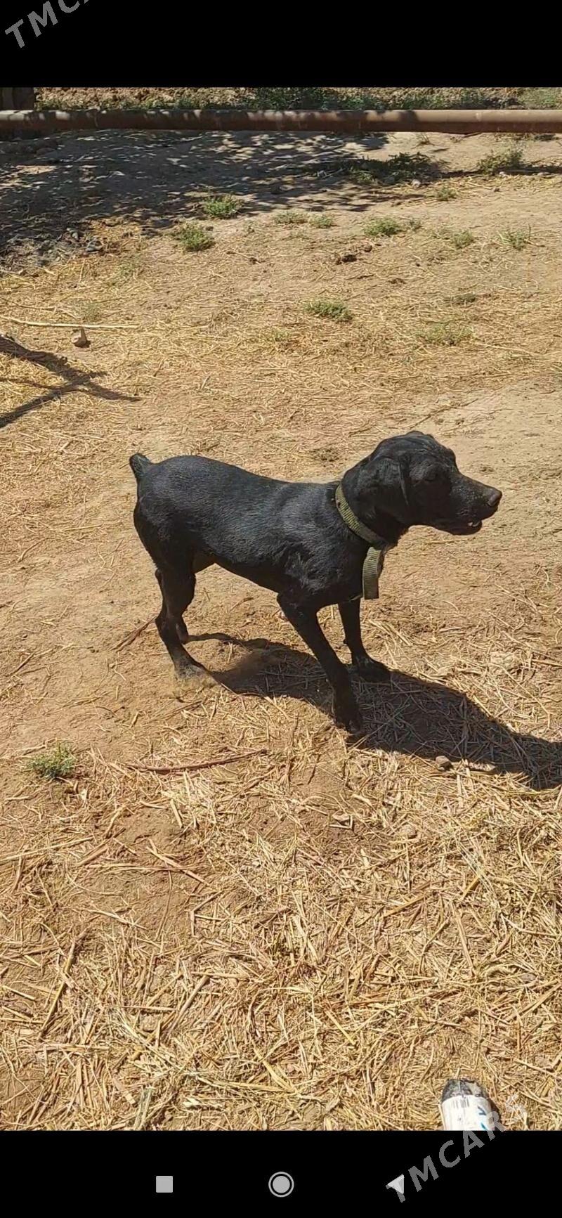 Awcy it - Ашхабад - img 3