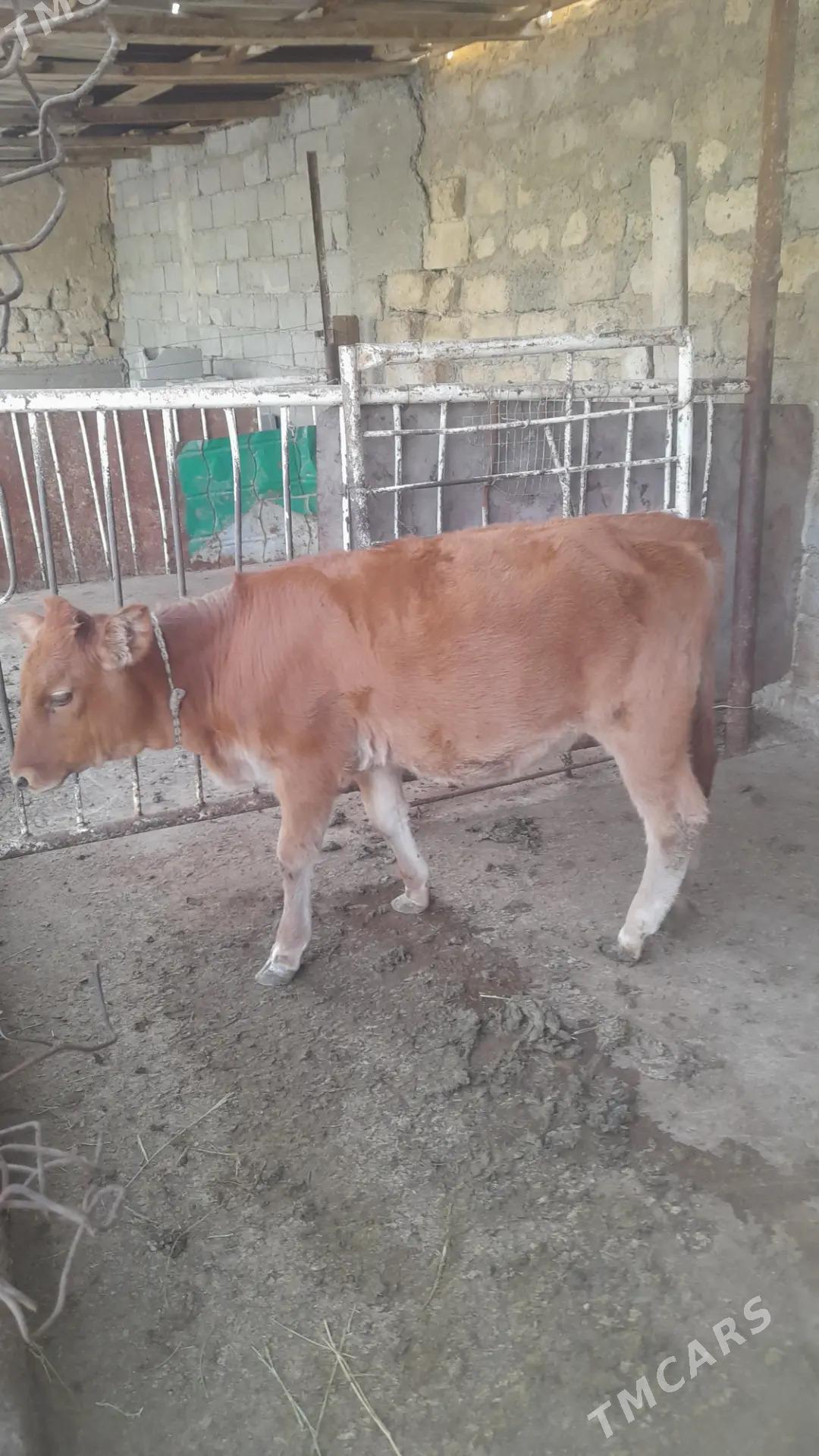 göle tuwe - Änew - img 4