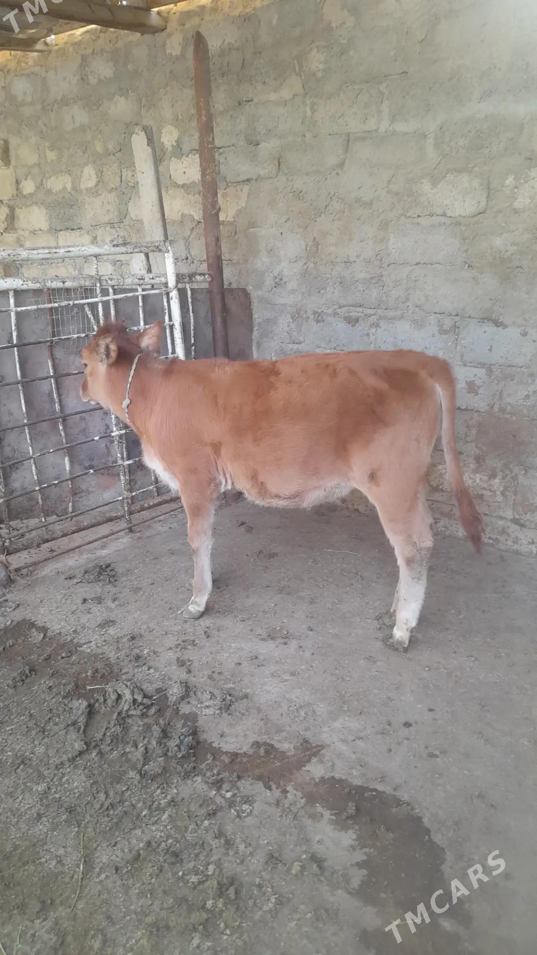 göle tuwe - Änew - img 3