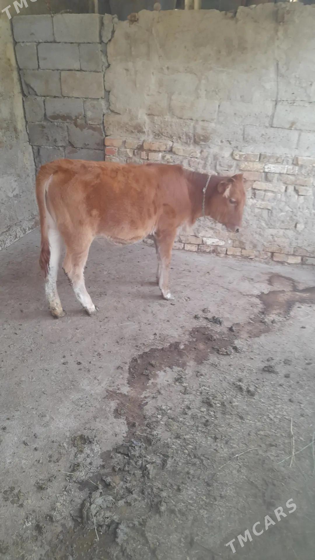 göle tuwe - Änew - img 2