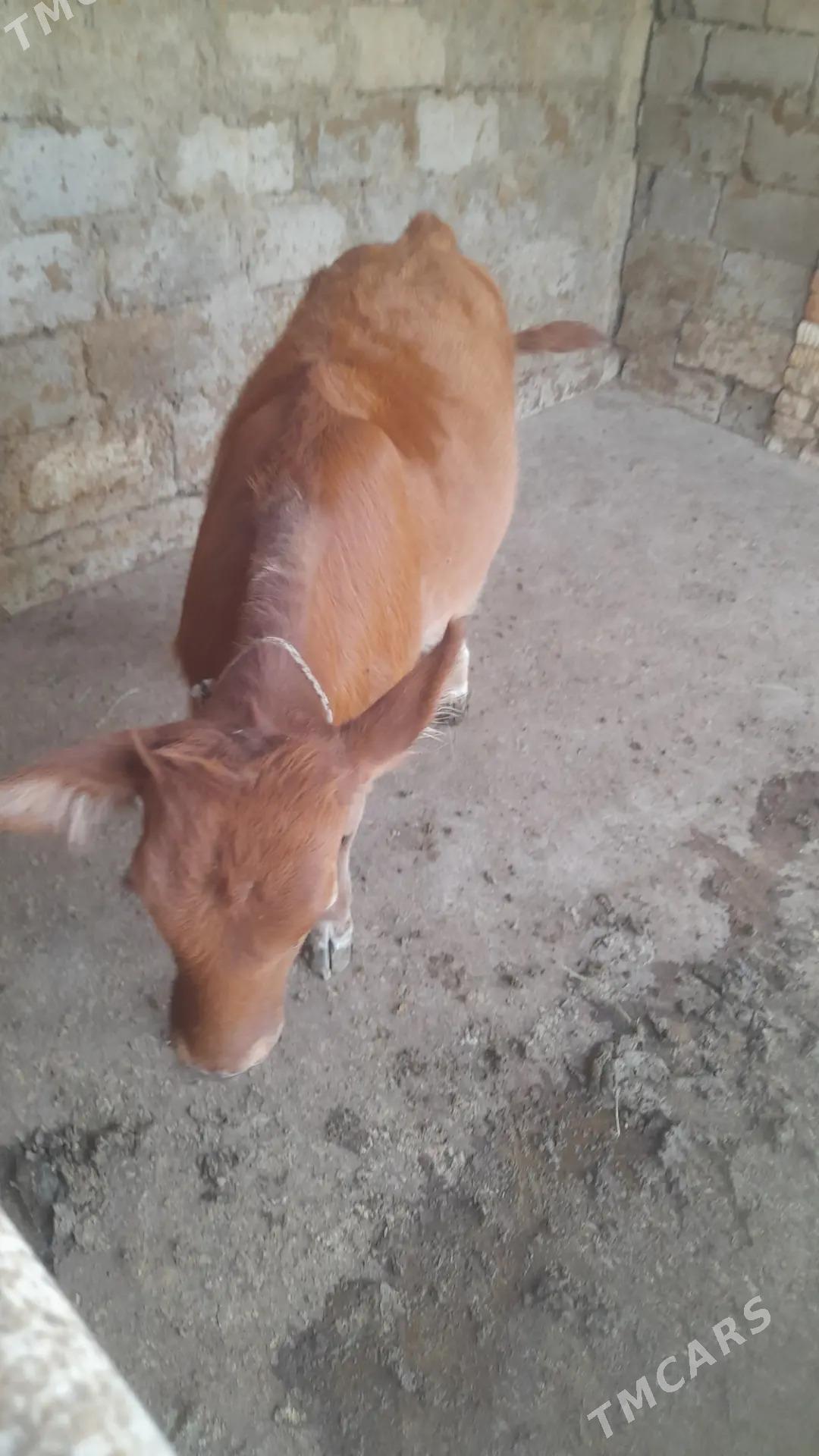 göle tuwe - Änew - img 1