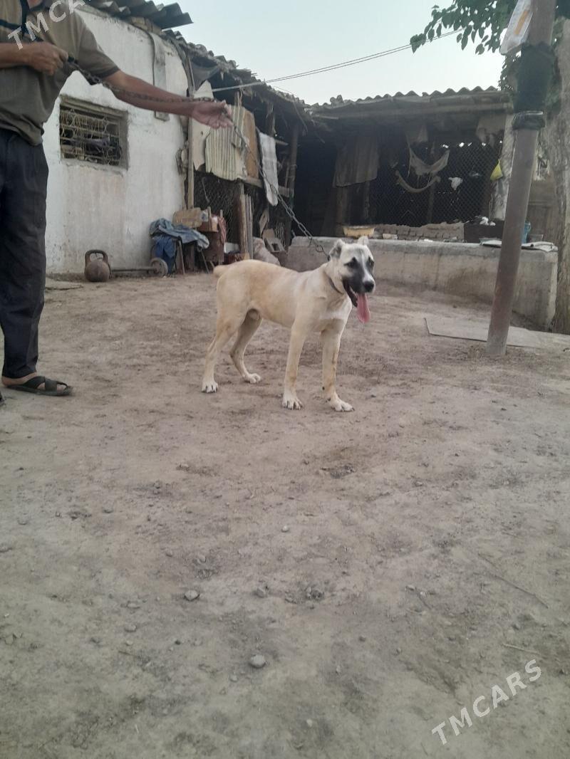 yolbars - Мары - img 1