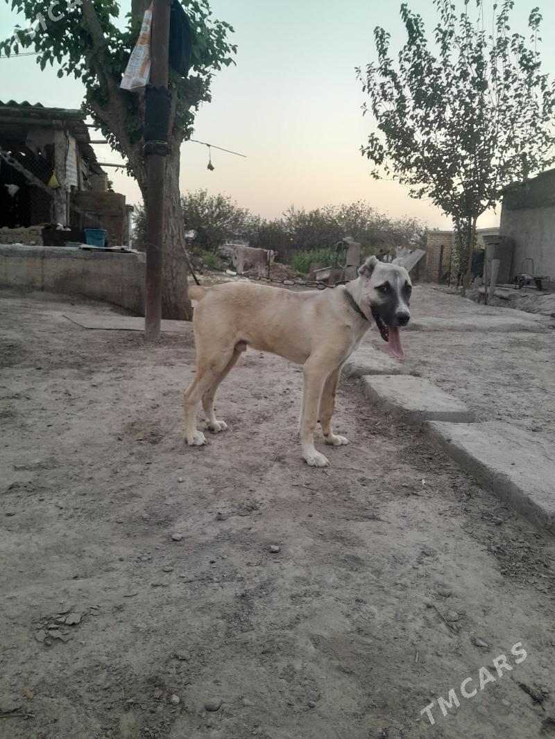 yolbars - Mary - img 6