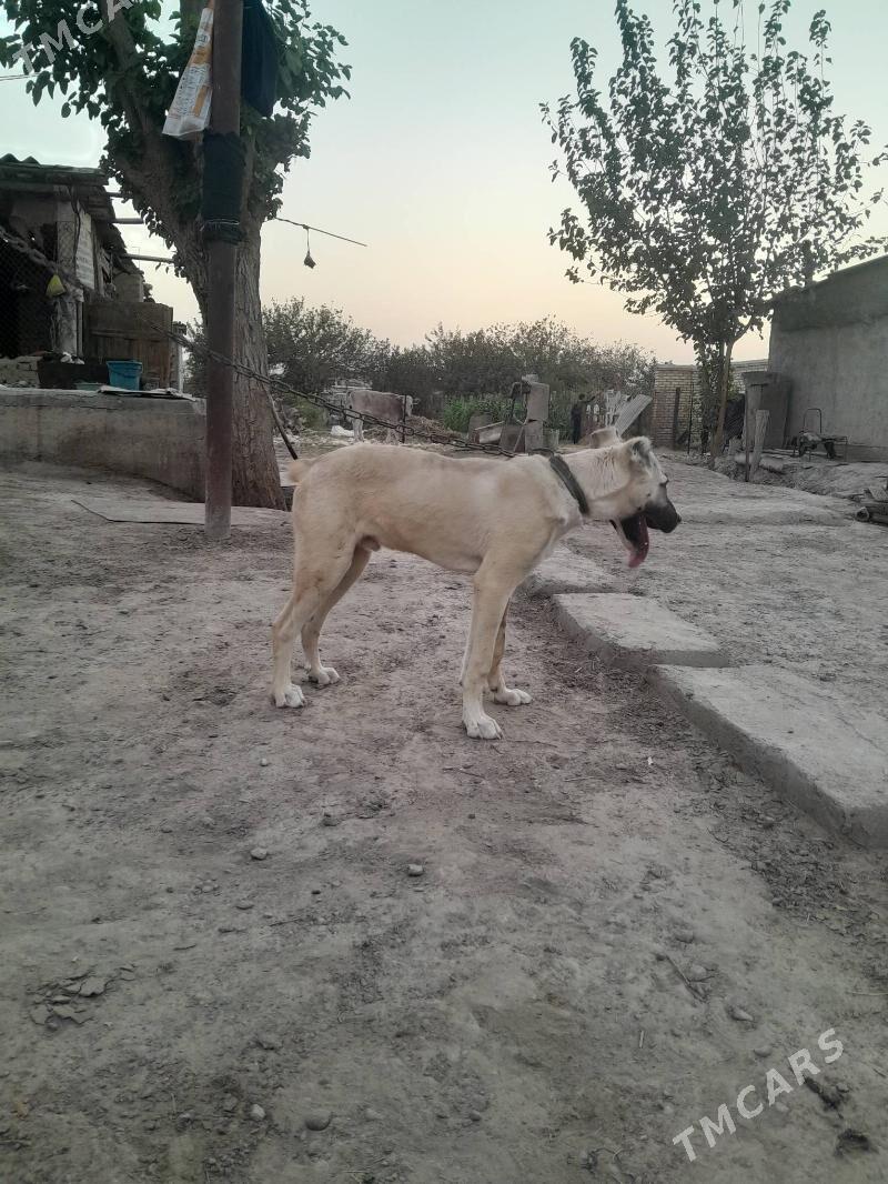 yolbars - Mary - img 3