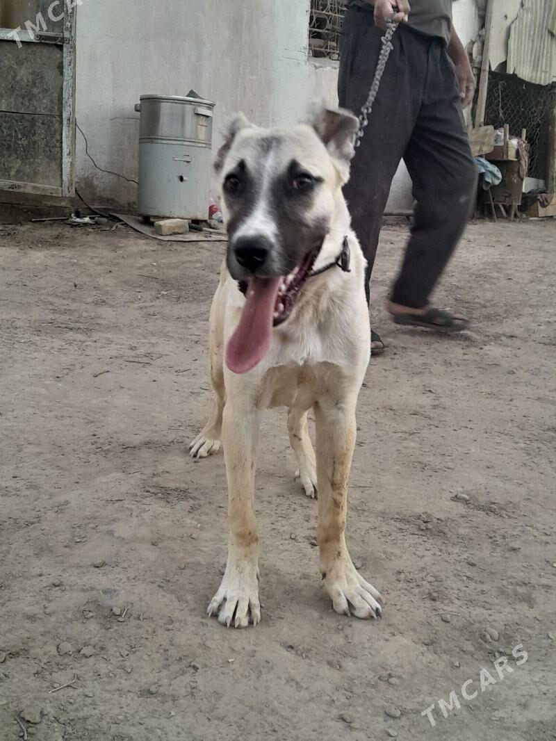 yolbars - Mary - img 5