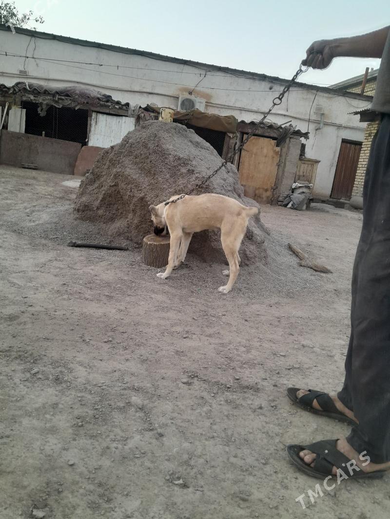 yolbars - Mary - img 2