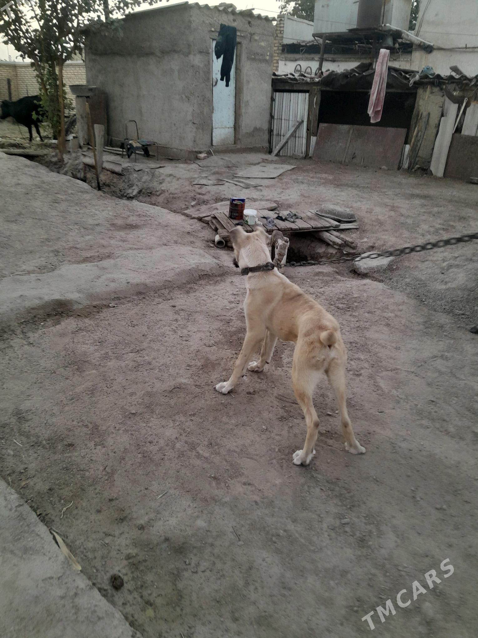 yolbars - Mary - img 7