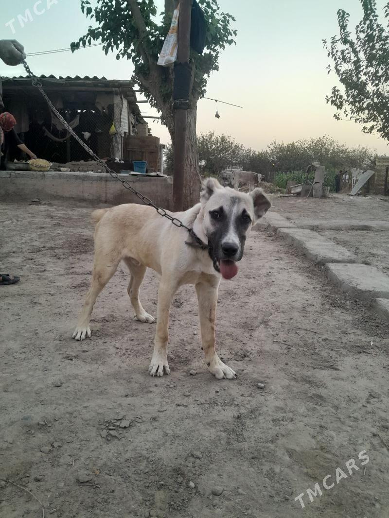 yolbars - Mary - img 4