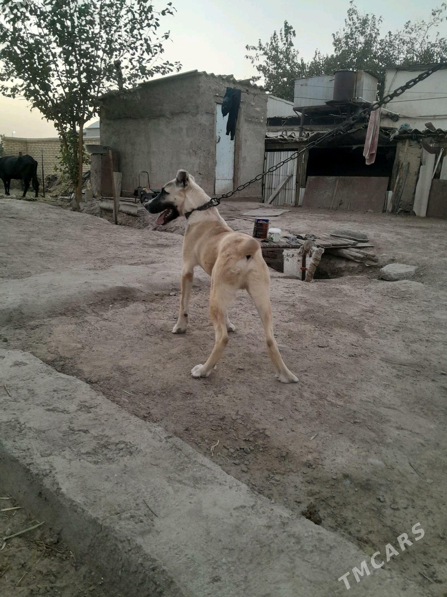 yolbars - Mary - img 8