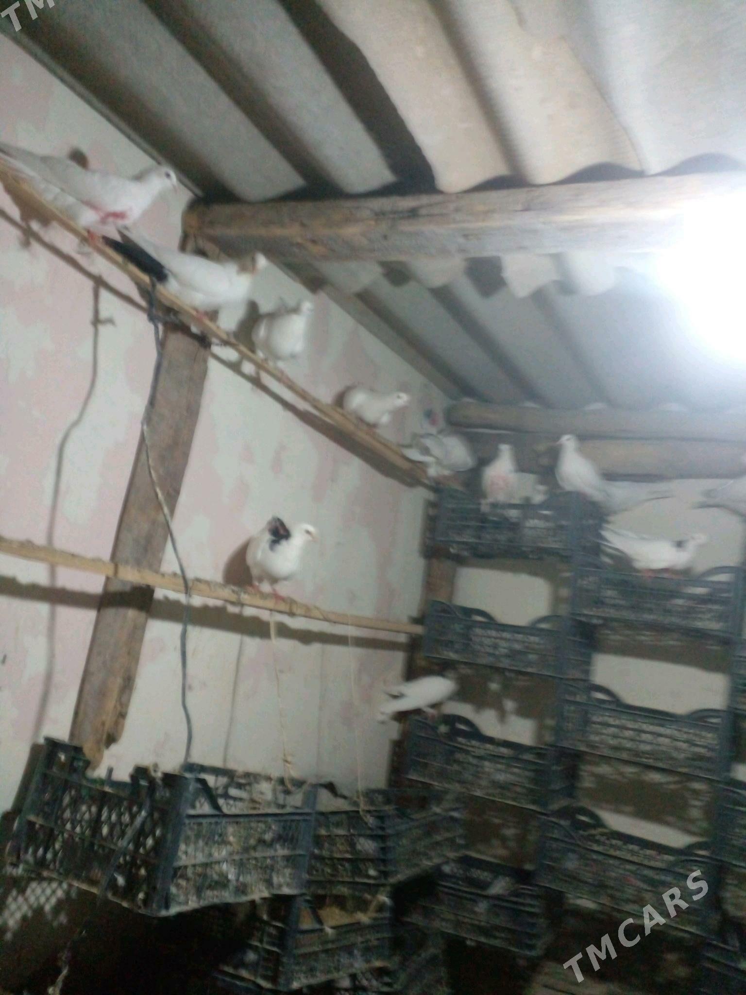 kepderi - Теджен - img 2