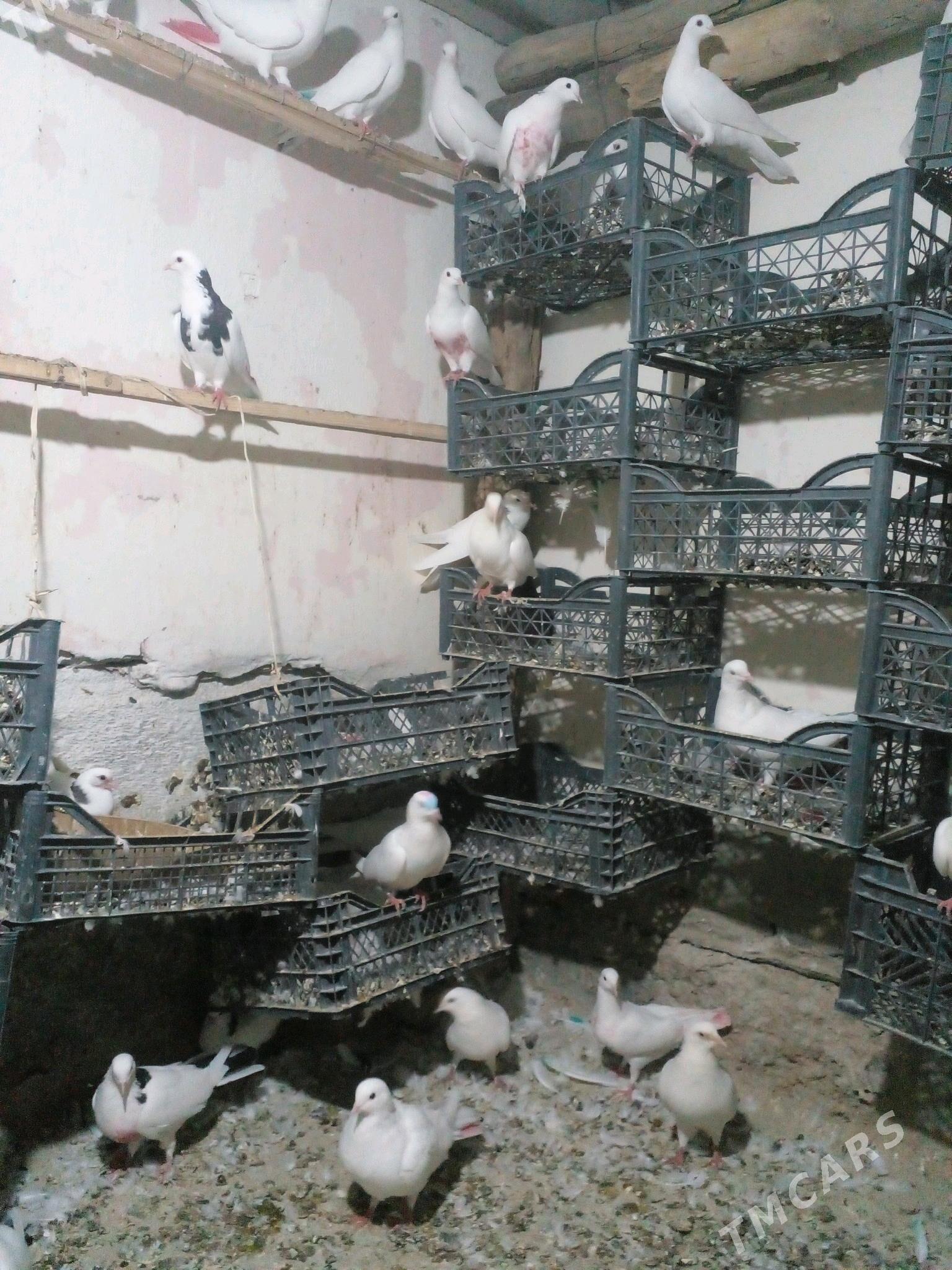 kepderi - Теджен - img 4