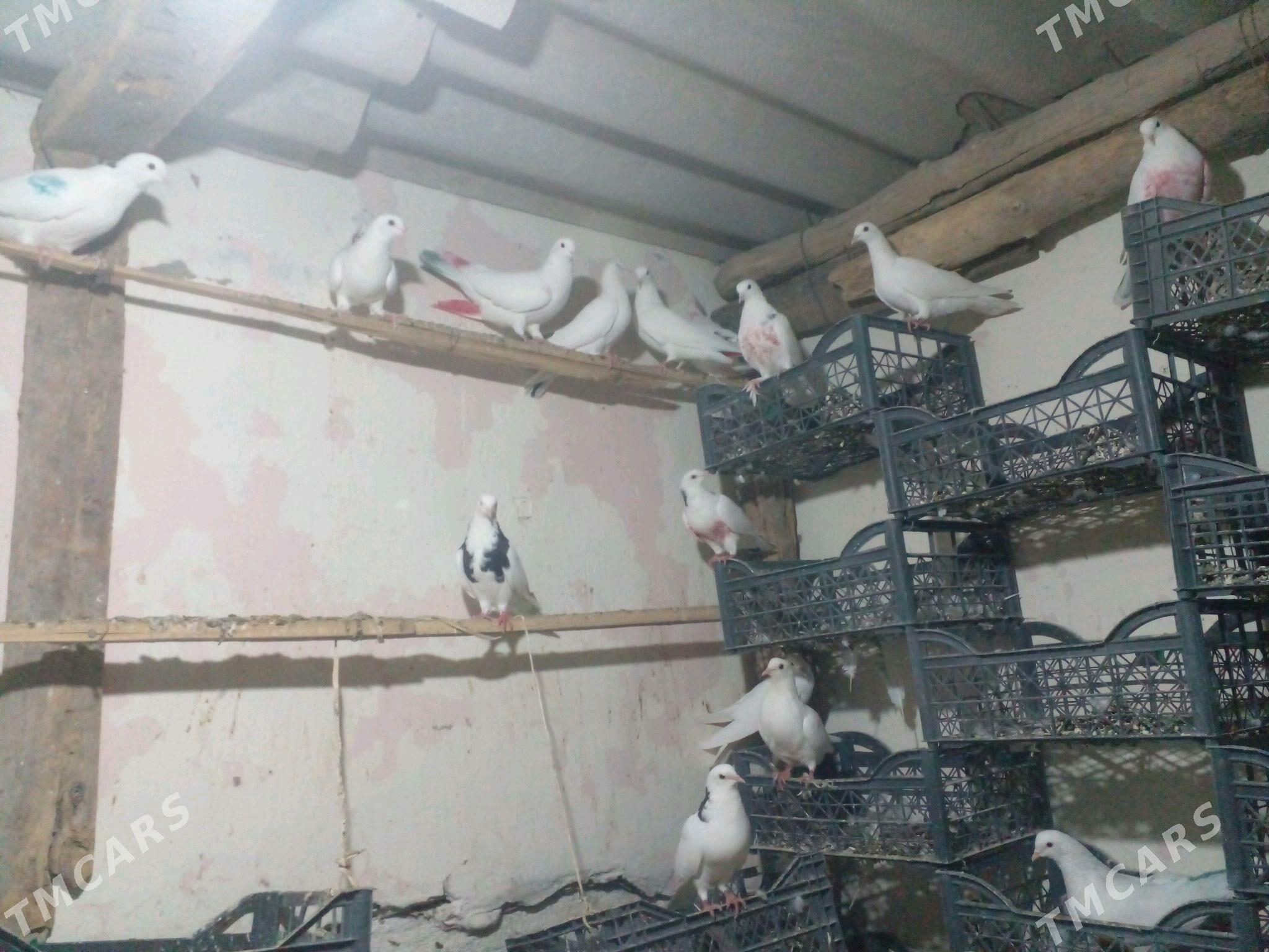 kepderi - Теджен - img 5