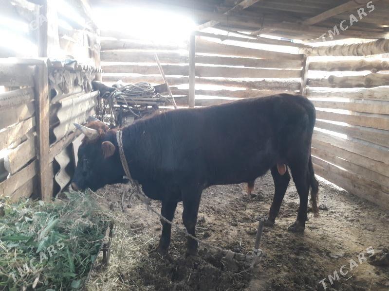 Öküz - Векильбазар - img 3