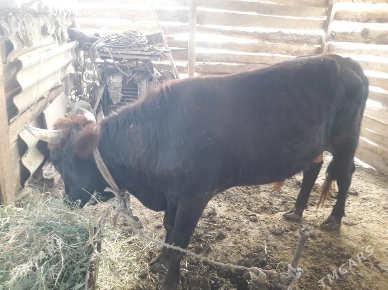 Öküz - Векильбазар - img 4