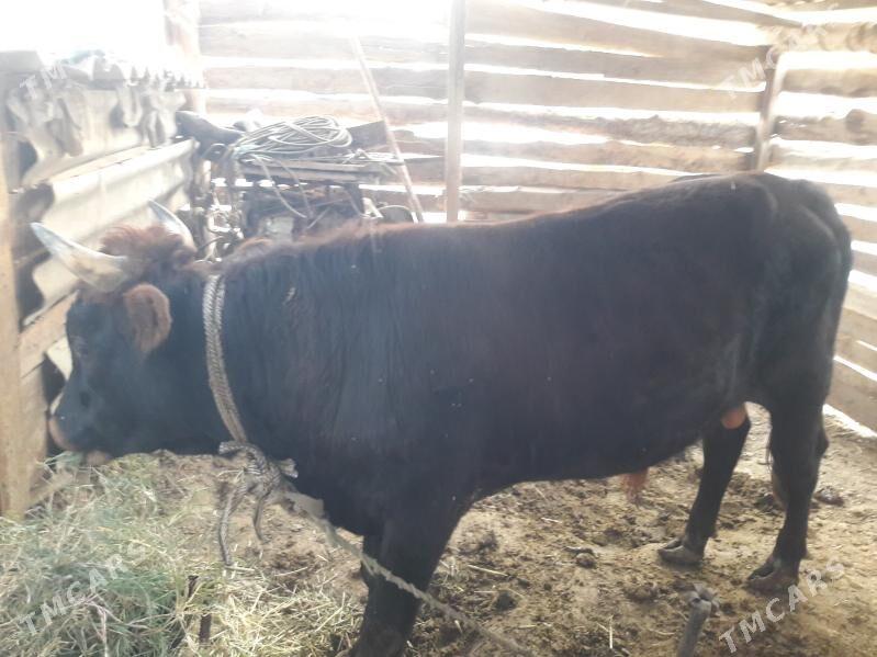 Öküz - Векильбазар - img 2